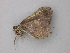  ( - BC ZSM Lep 47326)  @12 [ ] CreativeCommons - Attribution Non-Commercial Share-Alike (2011) Axel Hausmann/Bavarian State Collection of Zoology (ZSM) SNSB, Zoologische Staatssammlung Muenchen