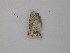  ( - BC ZSM Lep 47331)  @12 [ ] CreativeCommons - Attribution Non-Commercial Share-Alike (2011) Axel Hausmann/Bavarian State Collection of Zoology (ZSM) SNSB, Zoologische Staatssammlung Muenchen