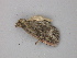  ( - BC ZSM Lep 47335)  @12 [ ] CreativeCommons - Attribution Non-Commercial Share-Alike (2011) Axel Hausmann/Bavarian State Collection of Zoology (ZSM) SNSB, Zoologische Staatssammlung Muenchen