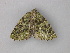  (Odontothera virescensAH01Cl - BC ZSM Lep 47348)  @12 [ ] CreativeCommons - Attribution Non-Commercial Share-Alike (2011) Axel Hausmann/Bavarian State Collection of Zoology (ZSM) SNSB, Zoologische Staatssammlung Muenchen