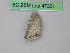  ( - BC ZSM Lep 47361)  @12 [ ] CreativeCommons - Attribution Non-Commercial Share-Alike (2011) Axel Hausmann/Bavarian State Collection of Zoology (ZSM) SNSB, Zoologische Staatssammlung Muenchen