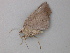  ( - BC ZSM Lep 49078)  @12 [ ] CreativeCommons - Attribution Non-Commercial Share-Alike (2011) Axel Hausmann/Bavarian State Collection of Zoology (ZSM) SNSB, Zoologische Staatssammlung Muenchen