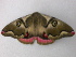  ( - BC ZSM Lep 49080)  @12 [ ] CreativeCommons - Attribution Non-Commercial Share-Alike (2011) Axel Hausmann/Bavarian State Collection of Zoology (ZSM) SNSB, Zoologische Staatssammlung Muenchen