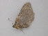  ( - BC ZSM Lep 49081)  @12 [ ] CreativeCommons - Attribution Non-Commercial Share-Alike (2011) Axel Hausmann/Bavarian State Collection of Zoology (ZSM) SNSB, Zoologische Staatssammlung Muenchen