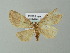  (Fueguina magallanica - BC ZSM Lep 49090)  @13 [ ] CreativeCommons - Attribution Non-Commercial Share-Alike (2012) Axel Hausmann/Bavarian State Collection of Zoology (ZSM) SNSB, Zoologische Staatssammlung Muenchen