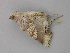  ( - BC ZSM Lep 49091)  @12 [ ] CreativeCommons - Attribution Non-Commercial Share-Alike (2011) Axel Hausmann/Bavarian State Collection of Zoology (ZSM) SNSB, Zoologische Staatssammlung Muenchen