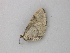  ( - BC ZSM Lep 49092)  @12 [ ] CreativeCommons - Attribution Non-Commercial Share-Alike (2011) Axel Hausmann/Bavarian State Collection of Zoology (ZSM) SNSB, Zoologische Staatssammlung Muenchen