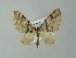  ( - BC ZSM Lep 49092)  @13 [ ] CreativeCommons - Attribution Non-Commercial Share-Alike (2012) Axel Hausmann/Bavarian State Collection of Zoology (ZSM) SNSB, Zoologische Staatssammlung Muenchen