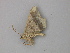  ( - BC ZSM Lep 49097)  @13 [ ] CreativeCommons - Attribution Non-Commercial Share-Alike (2011) Axel Hausmann/Bavarian State Collection of Zoology (ZSM) SNSB, Zoologische Staatssammlung Muenchen