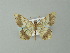  ( - BC ZSM Lep 49097)  @14 [ ] CreativeCommons - Attribution Non-Commercial Share-Alike (2012) Axel Hausmann/Bavarian State Collection of Zoology (ZSM) SNSB, Zoologische Staatssammlung Muenchen