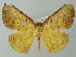  (Simopteryx torquatariaAH01Br - BC ZSM Lep 49112)  @13 [ ] CreativeCommons - Attribution Non-Commercial Share-Alike (2012) Axel Hausmann/Bavarian State Collection of Zoology (ZSM) SNSB, Zoologische Staatssammlung Muenchen
