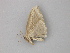  ( - BC ZSM Lep 49113)  @13 [ ] CreativeCommons - Attribution Non-Commercial Share-Alike (2011) Axel Hausmann/Bavarian State Collection of Zoology (ZSM) SNSB, Zoologische Staatssammlung Muenchen