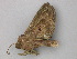  ( - BC ZSM Lep 49114)  @12 [ ] CreativeCommons - Attribution Non-Commercial Share-Alike (2011) Axel Hausmann/Bavarian State Collection of Zoology (ZSM) SNSB, Zoologische Staatssammlung Muenchen