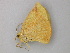  ( - BC ZSM Lep 49119)  @11 [ ] CreativeCommons - Attribution Non-Commercial Share-Alike (2011) Axel Hausmann/Bavarian State Collection of Zoology (ZSM) SNSB, Zoologische Staatssammlung Muenchen