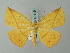  ( - BC ZSM Lep 49119)  @11 [ ] CreativeCommons - Attribution Non-Commercial Share-Alike (2012) Axel Hausmann/Bavarian State Collection of Zoology (ZSM) SNSB, Zoologische Staatssammlung Muenchen