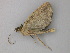  ( - BC ZSM Lep 49120)  @12 [ ] CreativeCommons - Attribution Non-Commercial Share-Alike (2011) Axel Hausmann/Bavarian State Collection of Zoology (ZSM) SNSB, Zoologische Staatssammlung Muenchen