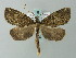  ( - BC ZSM Lep 49120)  @14 [ ] CreativeCommons - Attribution Non-Commercial Share-Alike (2012) Axel Hausmann/Bavarian State Collection of Zoology (ZSM) SNSB, Zoologische Staatssammlung Muenchen
