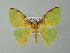  (Lindachlora - BC ZSM Lep 49122)  @14 [ ] CreativeCommons - Attribution Non-Commercial Share-Alike (2012) Axel Hausmann/Bavarian State Collection of Zoology (ZSM) SNSB, Zoologische Staatssammlung Muenchen