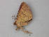  ( - BC ZSM Lep 49125)  @13 [ ] CreativeCommons - Attribution Non-Commercial Share-Alike (2011) Axel Hausmann/Bavarian State Collection of Zoology (ZSM) SNSB, Zoologische Staatssammlung Muenchen