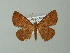  (Pero refellaria - BC ZSM Lep 49125)  @14 [ ] CreativeCommons - Attribution Non-Commercial Share-Alike (2012) Axel Hausmann/Bavarian State Collection of Zoology (ZSM) SNSB, Zoologische Staatssammlung Muenchen