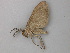  ( - BC ZSM Lep 49126)  @12 [ ] CreativeCommons - Attribution Non-Commercial Share-Alike (2011) Axel Hausmann/Bavarian State Collection of Zoology (ZSM) SNSB, Zoologische Staatssammlung Muenchen