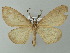  ( - BC ZSM Lep 49126)  @13 [ ] CreativeCommons - Attribution Non-Commercial Share-Alike (2012) Axel Hausmann/Bavarian State Collection of Zoology (ZSM) SNSB, Zoologische Staatssammlung Muenchen