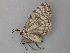  ( - BC ZSM Lep 49131)  @13 [ ] CreativeCommons - Attribution Non-Commercial Share-Alike (2011) Axel Hausmann/Bavarian State Collection of Zoology (ZSM) SNSB, Zoologische Staatssammlung Muenchen