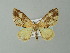  (Euphyia AH01Br - BC ZSM Lep 49137)  @13 [ ] CreativeCommons - Attribution Non-Commercial Share-Alike (2012) Axel Hausmann/Bavarian State Collection of Zoology (ZSM) SNSB, Zoologische Staatssammlung Muenchen