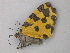  ( - BC ZSM Lep 49138)  @12 [ ] CreativeCommons - Attribution Non-Commercial Share-Alike (2011) Axel Hausmann/Bavarian State Collection of Zoology (ZSM) SNSB, Zoologische Staatssammlung Muenchen
