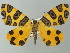  ( - BC ZSM Lep 49138)  @14 [ ] CreativeCommons - Attribution Non-Commercial Share-Alike (2012) Axel Hausmann/Bavarian State Collection of Zoology (ZSM) SNSB, Zoologische Staatssammlung Muenchen