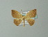  (Cartellodes levisAH01Br - BC ZSM Lep 49140)  @11 [ ] CreativeCommons - Attribution Non-Commercial Share-Alike (2012) Axel Hausmann/Bavarian State Collection of Zoology (ZSM) SNSB, Zoologische Staatssammlung Muenchen