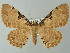  ( - BC ZSM Lep 49142)  @14 [ ] CreativeCommons - Attribution Non-Commercial Share-Alike (2012) Axel Hausmann/Bavarian State Collection of Zoology (ZSM) SNSB, Zoologische Staatssammlung Muenchen