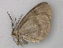  ( - BC ZSM Lep 49147)  @13 [ ] CreativeCommons - Attribution Non-Commercial Share-Alike (2011) Axel Hausmann/Bavarian State Collection of Zoology (ZSM) SNSB, Zoologische Staatssammlung Muenchen