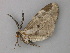  ( - BC ZSM Lep 49148)  @12 [ ] CreativeCommons - Attribution Non-Commercial Share-Alike (2011) Axel Hausmann/Bavarian State Collection of Zoology (ZSM) SNSB, Zoologische Staatssammlung Muenchen