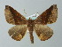  (Pero coronataAM01Br - BC ZSM Lep 49153)  @15 [ ] CreativeCommons - Attribution Non-Commercial Share-Alike (2012) Axel Hausmann/Bavarian State Collection of Zoology (ZSM) SNSB, Zoologische Staatssammlung Muenchen