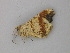  ( - BC ZSM Lep 49154)  @11 [ ] CreativeCommons - Attribution Non-Commercial Share-Alike (2011) Axel Hausmann/Bavarian State Collection of Zoology (ZSM) SNSB, Zoologische Staatssammlung Muenchen