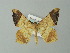  ( - BC ZSM Lep 49154)  @11 [ ] CreativeCommons - Attribution Non-Commercial Share-Alike (2012) Axel Hausmann/Bavarian State Collection of Zoology (ZSM) SNSB, Zoologische Staatssammlung Muenchen