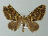  (Euphyia AH03Br - BC ZSM Lep 49158)  @13 [ ] CreativeCommons - Attribution Non-Commercial Share-Alike (2012) Axel Hausmann/Bavarian State Collection of Zoology (ZSM) SNSB, Zoologische Staatssammlung Muenchen
