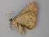  ( - BC ZSM Lep 49159)  @12 [ ] CreativeCommons - Attribution Non-Commercial Share-Alike (2011) Axel Hausmann/Bavarian State Collection of Zoology (ZSM) SNSB, Zoologische Staatssammlung Muenchen