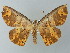  (Oenoptila transitariaAH01Br - BC ZSM Lep 49159)  @13 [ ] CreativeCommons - Attribution Non-Commercial Share-Alike (2012) Axel Hausmann/Bavarian State Collection of Zoology (ZSM) SNSB, Zoologische Staatssammlung Muenchen