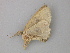  ( - BC ZSM Lep 49163)  @12 [ ] CreativeCommons - Attribution Non-Commercial Share-Alike (2011) Axel Hausmann/Bavarian State Collection of Zoology (ZSM) SNSB, Zoologische Staatssammlung Muenchen