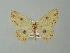  (Cyclophora caecariaAH01Br - BC ZSM Lep 49163)  @13 [ ] CreativeCommons - Attribution Non-Commercial Share-Alike (2012) Axel Hausmann/Bavarian State Collection of Zoology (ZSM) SNSB, Zoologische Staatssammlung Muenchen