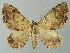  ( - BC ZSM Lep 49165)  @13 [ ] CreativeCommons - Attribution Non-Commercial Share-Alike (2012) Axel Hausmann/Bavarian State Collection of Zoology (ZSM) SNSB, Zoologische Staatssammlung Muenchen