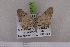  (Eupithecia demetata - BC NP 0485)  @13 [ ] Copyright (2010) Axel Hausmann/Bavarian State Collection of Zoology (ZSM) SNSB, Zoologische Staatssammlung Muenchen