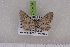  (Eupithecia NP02kg - BC NP 0495)  @13 [ ] Copyright (2010) Axel Hausmann/Bavarian State Collection of Zoology (ZSM) SNSB, Zoologische Staatssammlung Muenchen
