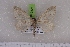  (Scotopteryx NP01Kg - BC NP 0507)  @12 [ ] Copyright (2010) Axel Hausmann/Bavarian State Collection of Zoology (ZSM) SNSB, Zoologische Staatssammlung Muenchen