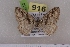  (Pareulype rogataNP01Kg - BC NP 0512)  @13 [ ] Copyright (2010) Axel Hausmann/Bavarian State Collection of Zoology (ZSM) SNSB, Zoologische Staatssammlung Muenchen