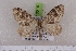  ( - BC NP 0516)  @13 [ ] Copyright (2010) Axel Hausmann/Bavarian State Collection of Zoology (ZSM) SNSB, Zoologische Staatssammlung Muenchen