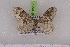  (Nebula tshatkalensis - BC NP 0517)  @13 [ ] Copyright (2010) Axel Hausmann/Bavarian State Collection of Zoology (ZSM) SNSB, Zoologische Staatssammlung Muenchen