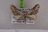  ( - BC NP 0524)  @13 [ ] Copyright (2010) Axel Hausmann/Bavarian State Collection of Zoology (ZSM) SNSB, Zoologische Staatssammlung Muenchen